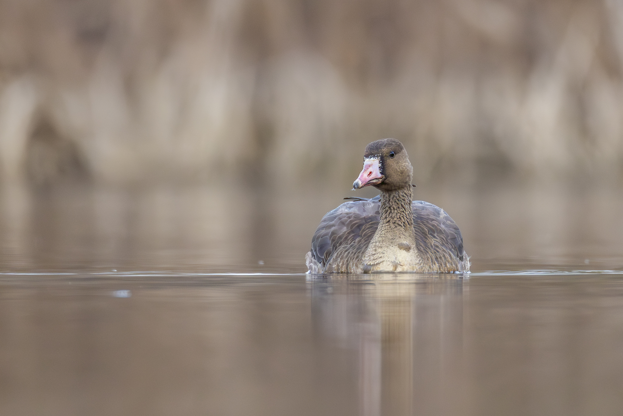 אווז לבן מצח